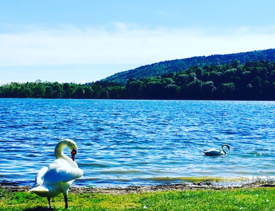 I Cigni del Parco Berrini di Ternate